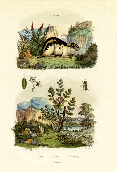 Wild Rosemary by French School